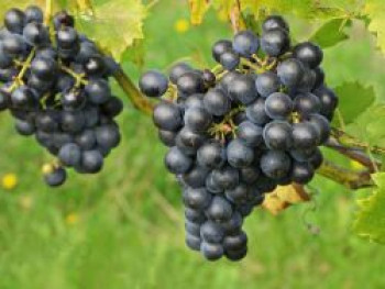 Tafeltraube 'Boskoop Glory', 125-150 cm, Vitis 'Boskoop Glory', Containerware