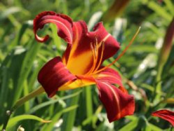Taglilie 'Autumn Red', Hemerocallis x cultorum 'Autumn Red', Topfware