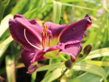 Taglilie 'Black Prince', Hemerocallis x cultorum 'Black Prince', Topfware