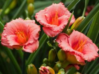 Taglilie 'Cosmopolitan', Hemerocallis x cultorum 'Cosmopolitan', Topfware