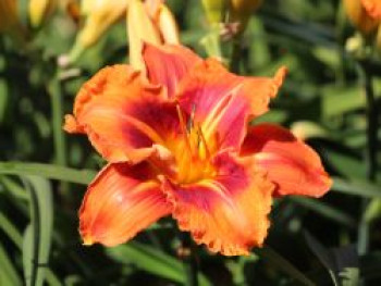 Taglilie 'Man of Fire', Hemerocallis x cultorum 'Man of Fire', Topfware