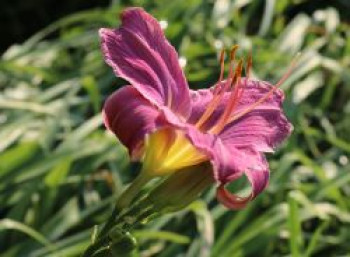 Taglilie 'Prairie Blue Eyes', Hemerocallis x cultorum 'Prairie Blue Eyes', Topfware