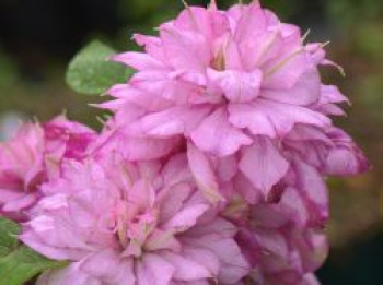 Waldrebe 'Innocent Glance', 60-100 cm, Clematis 'Innocent Glance', Containerware
