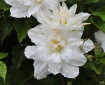 Waldrebe 'Isago', 60-100 cm, Clematis 'Isago', Containerware