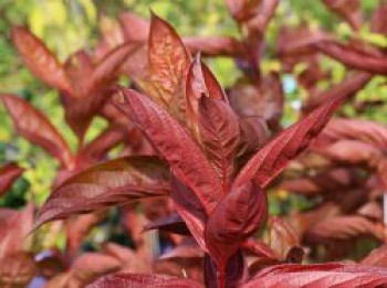 Weigelie 'Wings of Fire', 30-40 cm, Weigela florida 'Wings of Fire', Containerware