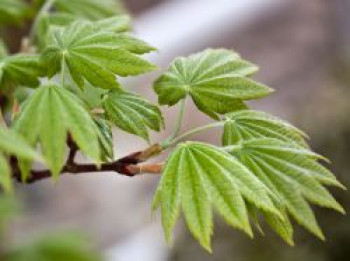 Weinblatt-Ahorn, Acer circinatum, Topfware
