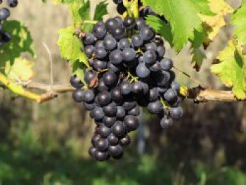 Weintraube 'Centuri', 60-80 cm, Vitis 'Centuri', Containerware