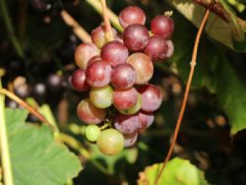 Weintraube 'Paradiso', 80-100 cm, Vitis vinifera 'Paradiso', Containerware