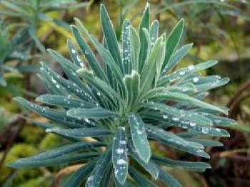 Wolfsmilch 'Blue Wonder', Euphorbia characias subspecies characias 'Blue Wonder', Topfware