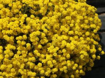 Wulfen-Steinkraut, Alyssum wulfenianum, Topfware