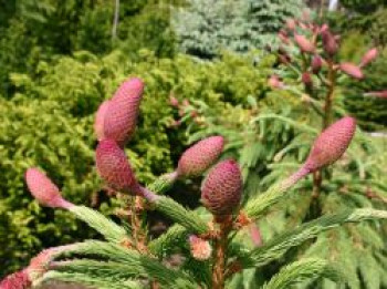Zapfenfichte 'Acrocona', 40-50 cm, Picea abies 'Acrocona', Containerware