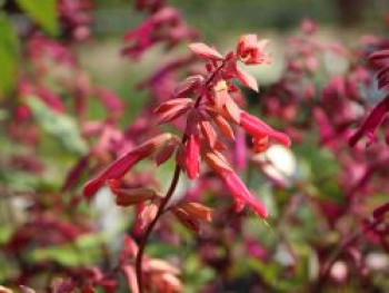 Zier-Salbei 'Ember's Wish', Salvia x cultorum 'Ember's Wish', Topfware