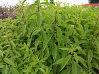 Zitronenverbene, Aloysia citriodora, Topfware