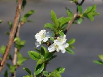 Zwerg-Sauerkirsche 'Piemont', Stamm 20-30 cm, 50-60 cm, Prunus cerasus 'Piemont', Containerware