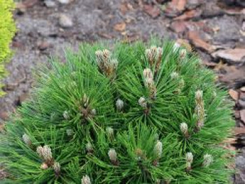 Zwerg-Schlangenhautkiefer 'Smidtii', 15-20 cm, Pinus heldreichii 'Smidtii', Containerware
