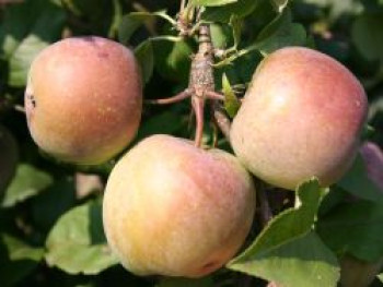 Ministämmchen Apfel 'Fuji', Stamm 40-60 cm, Malus 'Fuji', Containerware