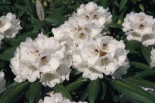 Rhododendron %27Great Dane%27, 20-25 cm, Rhododendron rex %27Great Dane%27, Containerware