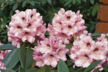 Rhododendron %27Monteverdi%27, 20-25 cm, Rhododendron calophytum %27Monteverdi%27, Containerware