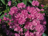 Rhododendron %27Regal%27, 30-40 cm, Rhododendron carolinianum %27Regal%27, Containerware