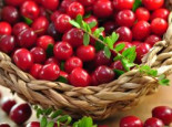 Cranberry / Großfruchtige Moosbeere %27Red Star%27 / %27Howes%27, 30-40 cm, Vaccinium macrocarpon %27Red Star%27 / %27Howes%27, Containerware