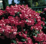 Rhododendron %27Lissabon%27, 60-70 cm, Rhododendron williamsianum %27Lissabon%27, Ballenware