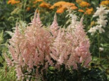 Prachtspiere, Astilbe  'Younique Salmon' Astilbe japonica