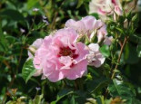 Englische Rose 'See you in rose' Rosa