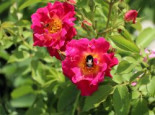 Bodendecker-Rose %27Red Foxi ®%27, Rosa rugosa %27Red Foxi ®%27, Topfware