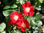 Bodendecker-Rose %27Red Meidiland%27, Rosa %27Red Meidiland%27, Containerware