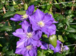 Clematis %27Lady Betty Balfour%27, 60-100 cm, Containerware