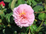 Englische Rose 'Eustacia Vye' Rosa