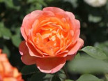 Englische Rose 'Lady of Shalott' Rosa
