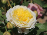 Englische Rose 'The Pilgrim' Rosa