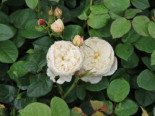 Englische Rose 'William and Catherine' Rosa
