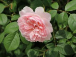 Englische Rose Strauchrose 'Wisley 2008' Rosa