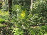 Hanfpalme, 20-30 cm, Trachycarpus fortunei, Containerware