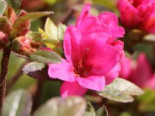 Japanische Azalee %27Labe%27, 25-30 cm, Rhododendron obtusum %27Labe%27, Containerware