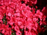 Japanische Azalee %27Maruschka%27 (S), 15-20 cm, Rhododendron obtusum %27Maruschka%27 ®, Containerware