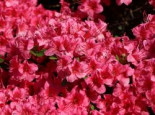 Japanische Azalee %27Michiko%27, 20-25 cm, Rhododendron obtusum %27Michiko%27, Containerware
