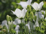 Karpaten-Glockenblume 'Weiße Clips' Campanula carpatica