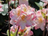 Azalee / Duftazalee 'Satomi' Rhododendron luteum