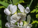 Staudenwicke / Platterbse 'Weiße Perle' Lathyrus latifolius