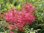 Prachtspiere, Astilbe  'Younique Cerise' Astilbe japonica