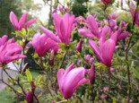Purpur-Magnolie %27Nigra%27, 100-125 cm, Magnolia liliiflora %27Nigra%27, Containerware