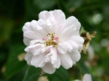 Kletterrose / Ramblerrose 'Paul’s Himalayan Musk Rambler' Rosa