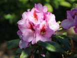 Rhododendron %27Diadem%27, 25-30 cm, Rhododendron Hybride %27Diadem%27, Containerware