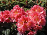 Rhododendron %27Dolcemente%27, 25-30 cm, Rhododendron Hybride %27Dolcemente%27, Containerware