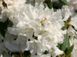 Rhododendron %27Dora Amateis%27, 20-25 cm, Rhododendron carolinianum %27Dora Amateis%27, Containerware