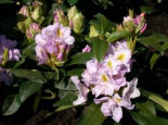 Rhododendron %27Genoveva%27, 30-40 cm, Rhododendron Hybride %27Genoveva%27, Containerware