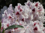 Rhododendron %27Gundula%27, 30-40 cm, Rhododendron Hybride %27Gundula%27, Containerware